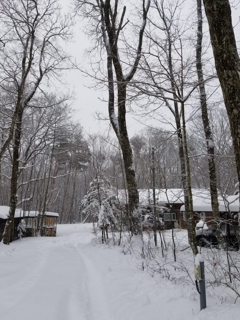 雪の林道