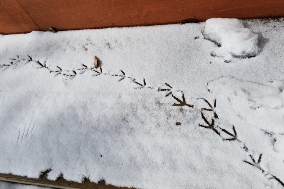 雪の上の足跡
